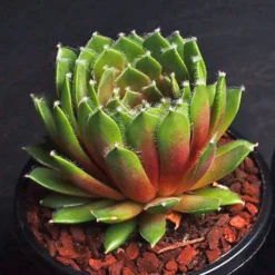 Jade Rose Sempervivum (Hens And Chicks)
