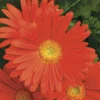 Jaguar™ Deep Orange Gerbera
