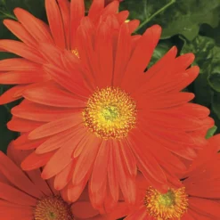 Jaguar™ Deep Orange Gerbera