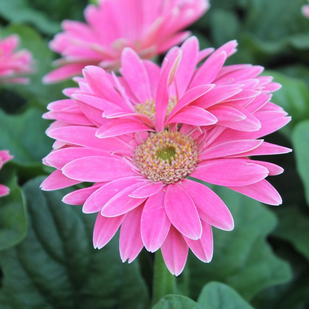Jaguar⢠Rose Picotee Gerbera