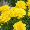 Janie Bright Yellow Marigold