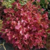 Jupiter Coleus Plant