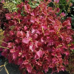 Jupiter Coleus Plant
