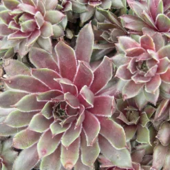 Kalinda Sempervivum (Hens And Chicks)