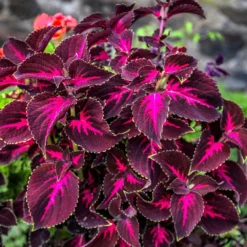 Kingswood Torch Coleus Plant