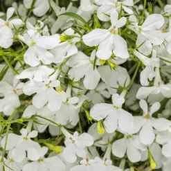 Laguna® Cloud White™ Lobelia