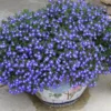 Laguna® Compact Blue W/ Eye Lobelia