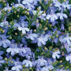 Laguna® Sky Blue Lobelia