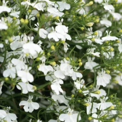 Laguna® White Lobelia