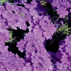 Lanai® Blue Verbena Plant