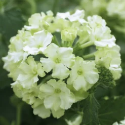 Lanai® Compact Lime Green Verbena Plant