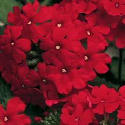 Lanai® Red Verbena Plant