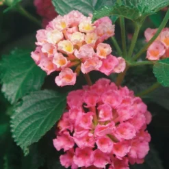 Landscape Bandana® Pink Lantana Plant