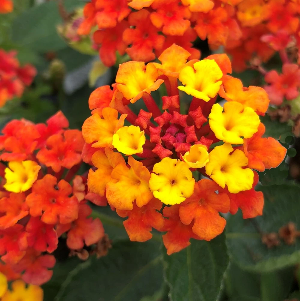 Fireworks Lantana Plant