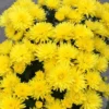 Lantern Glow Perennial Mum Plant