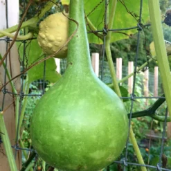 Large Bottle Gourd