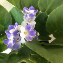 Lavender Bicolor African Violet