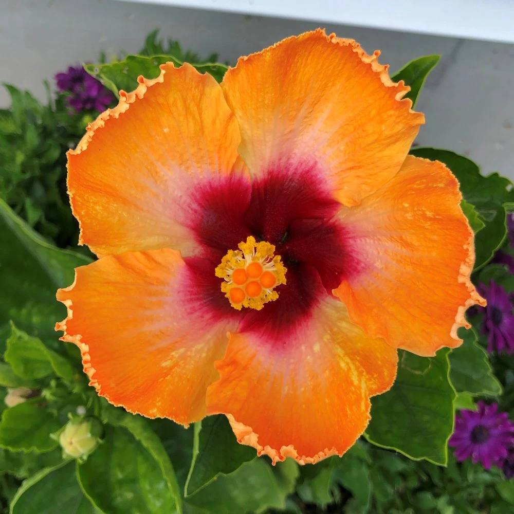 Light My Fire Cajun Hibiscus