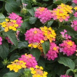 Lil Miss Lantana Plant