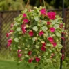 Lofos® Compact Rose Lophospermum Plant