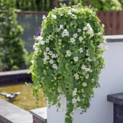 Lofos® Trailing White Lophospermum Plant