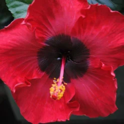 Louisiana Flash Cajun Hibiscus