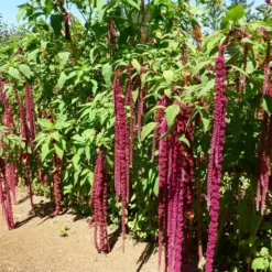 Love Lies Bleeding Amaranthus