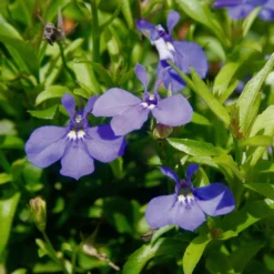 Lucia® Dark Blue Lobelia