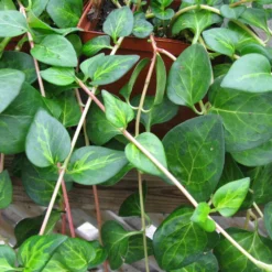 Maculata Vinca Vine