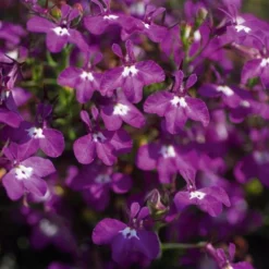 Magadi™ Basket Dark Purple Lobelia
