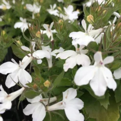 Magadi™ Basket White Lobelia