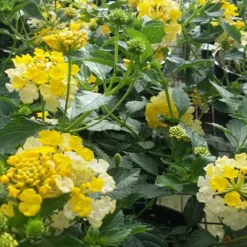 Magic Hour Lantana Plant