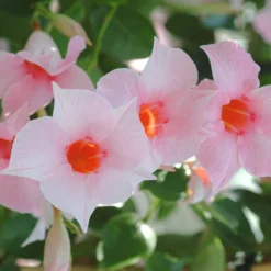 Sun Parasol® Original Cream Pink Mandevilla