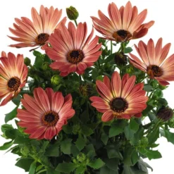 Margarita® Bronze Bicolor Osteospermum Plant