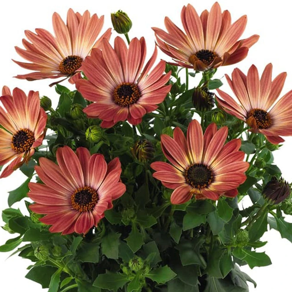 Margarita® Bronze Bicolor Osteospermum Plant