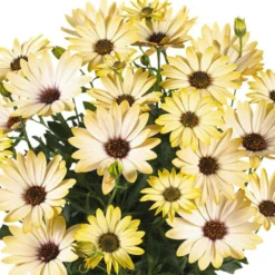 Margarita® Lemon Osteospermum Plant