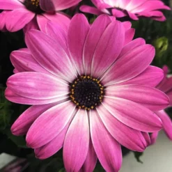 Margarita® Pink Flare Osteospermum Plant