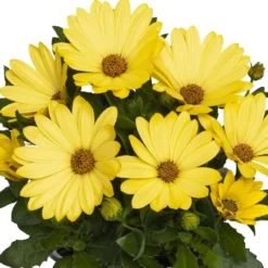 Margarita® Yellow Osteospermum Plant