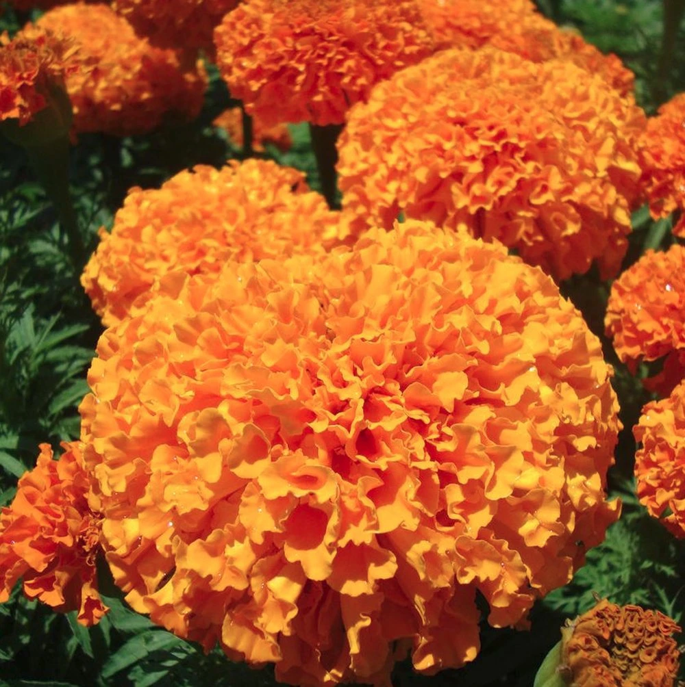 Inca II Orange Marigold