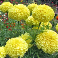 Inca II Yellow Marigold