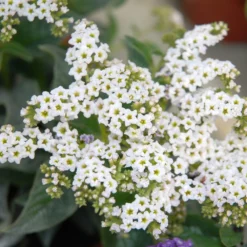 White Marino Heliotrope Plant