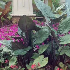 Masquerade™ Yucatan Princess Alocasia Plant - Elephant Ear