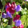 Matucana Sweet Pea Flowers