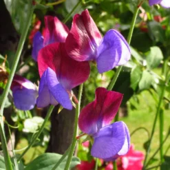 Matucana Sweet Pea Flowers