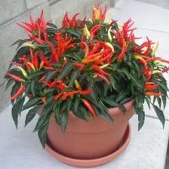 Medusa Ornamental Pepper