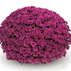 Belgian Mum® Mefisto Purple Plant