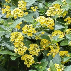 Megan's Gold Lantana Plant