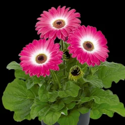 Floriline® Midi Eyecatcher Purple Gerbera