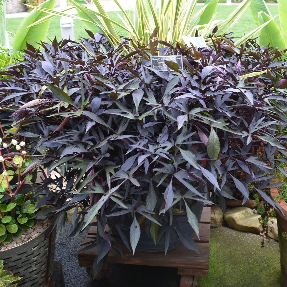 Illusion⢠Midnight Lace Ipomoea Plant