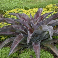 Mission To Mars Mangave